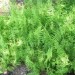 Marsh Fern